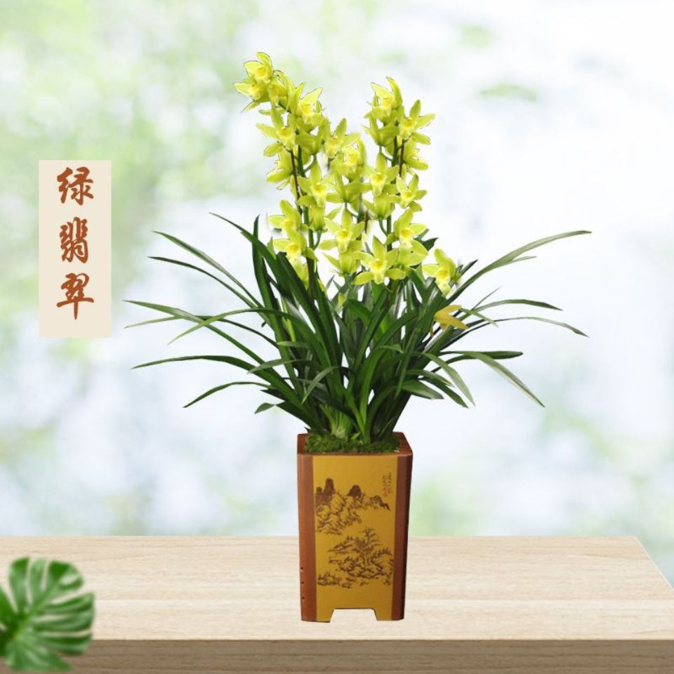 雨露兰业兰花苗蕙兰杂交兰绿翡翠带花苞四季花卉室内绿植盆栽好养