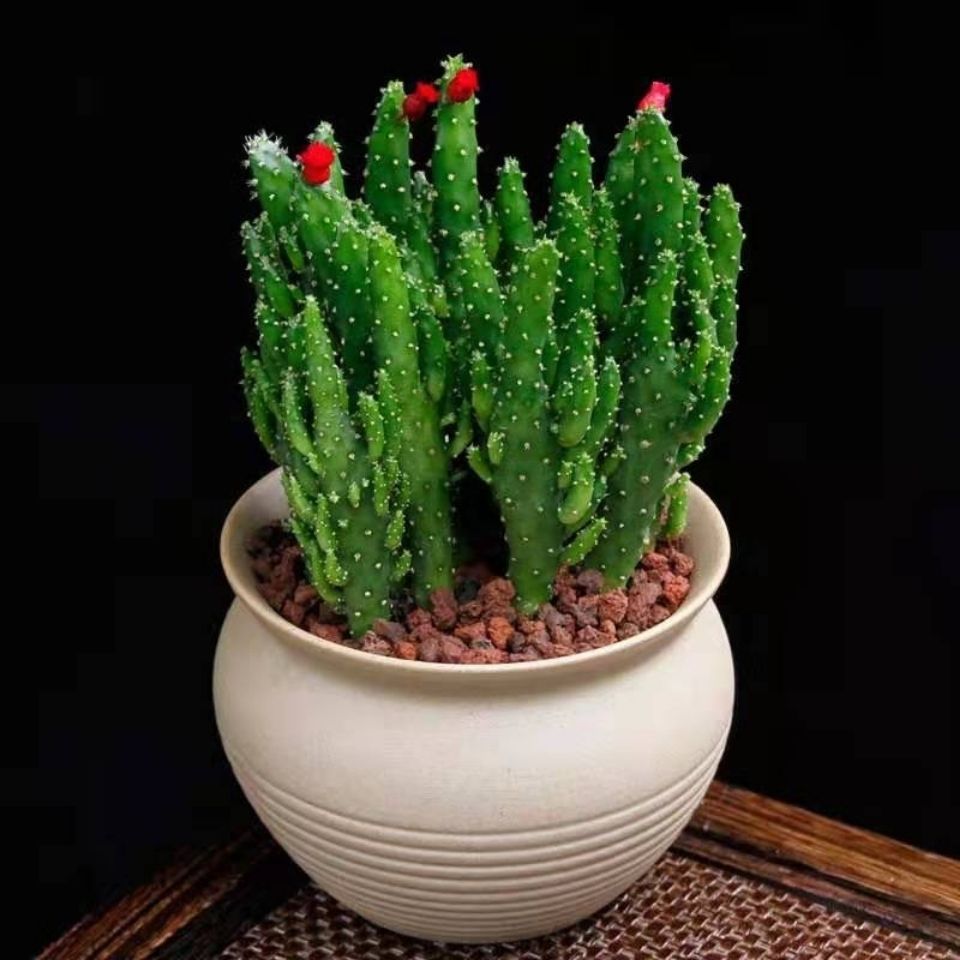 招财手 摇钱树仙人捧姬珊瑚多肉植物组合盆栽办公室内防辐射绿植