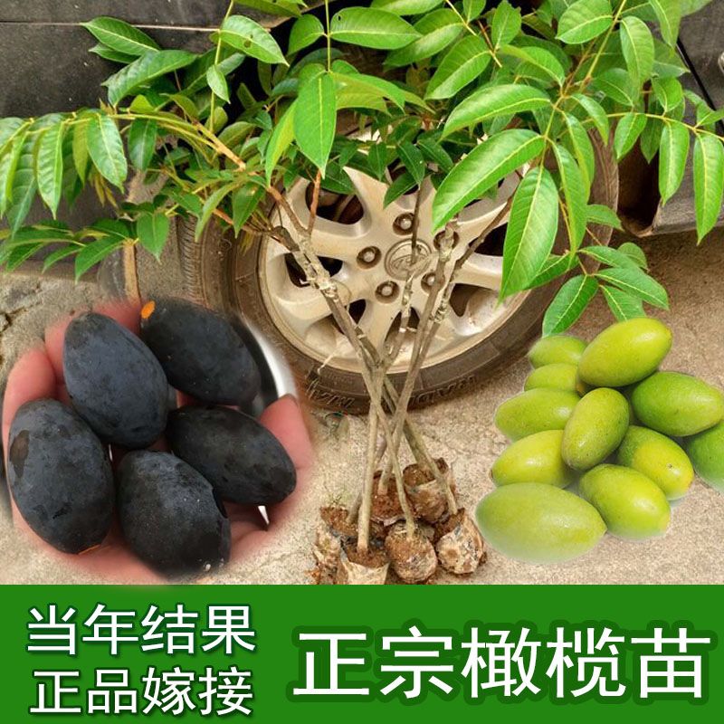 广西黄榄树苗青橄榄苗黑橄榄黄橄榄嫁接果树苗果树嫁接苗直生苗