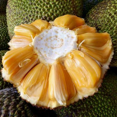 【精品榴莲香菠萝蜜】树上熟菠萝蜜红肉不用催熟不打药包邮新鲜