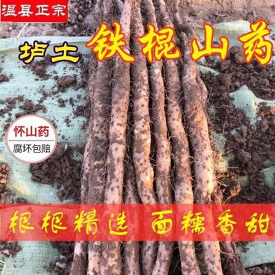 温县垆土铁棍山药正宗河南焦作新鲜现挖怀山药铁杆山药淮山 5斤