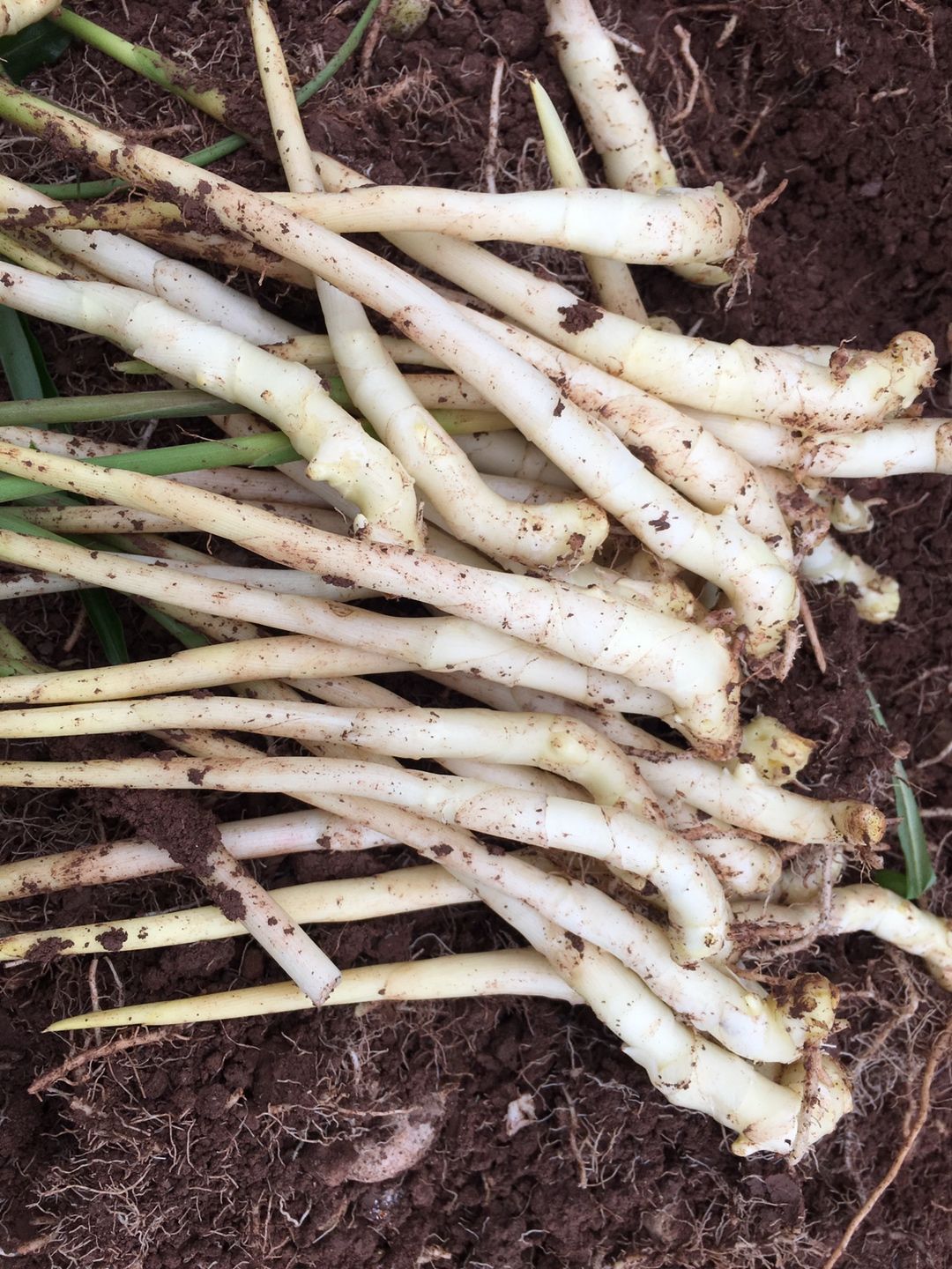 现挖四川农家自种嫩姜仔姜新鲜泡姜嫩姜芽小仔姜生姜芽子姜3斤