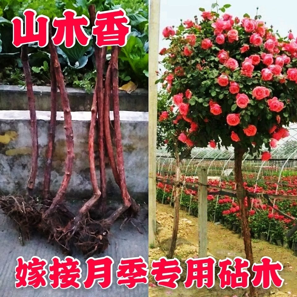 山木香嫁接月季花大花多色玫瑰蔷薇花苗砧木庭院盆景