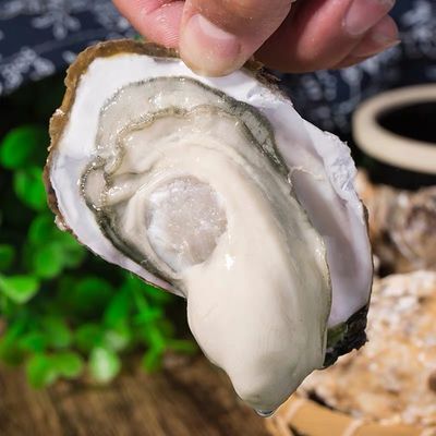 威海乳山生蚝新鲜海鲜鲜活牡蛎海蛎子5-10斤现捕鲜活直发