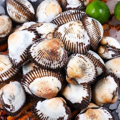 (鲜活到家)毛蛤 血蚶 血蛤 鲜活 大毛蚶 新鲜蛤蜊当日海捕