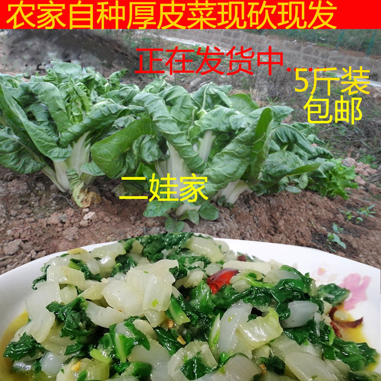 四川新鲜牛皮菜厚皮菜瓢儿菜莙荙菜农家蔬菜根达菜海白菜恭菜5斤