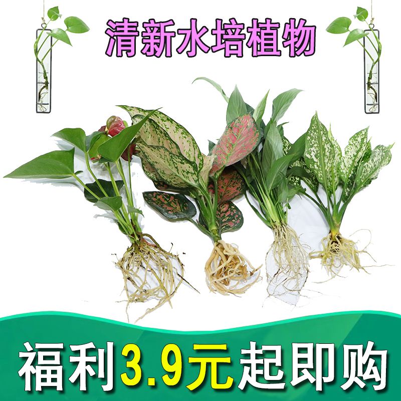 室内绿植大型绿植常绿 45dc477d-002c-4d68-8a24-ea41548d71f0.jpg