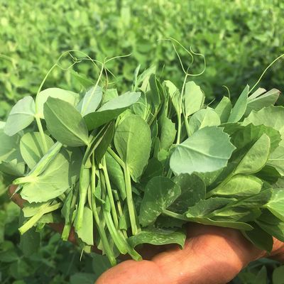 农家新鲜露天豌豆尖无公害时令蔬菜2斤4斤煮汤下火锅豌豆叶豌豆头【2