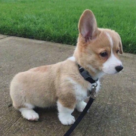 柯基犬混血幼犬活体小奶狗宠物狗可爱小狗狗家养狗柯基串串小型狗【1