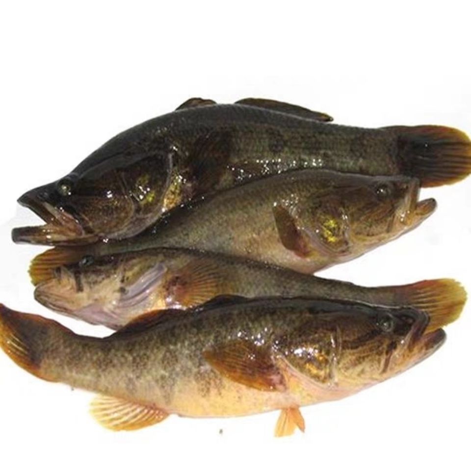(自然野生)正宗东北大老头鱼山胖头鱼黑龙江鲜活速冻淡水开河鱼