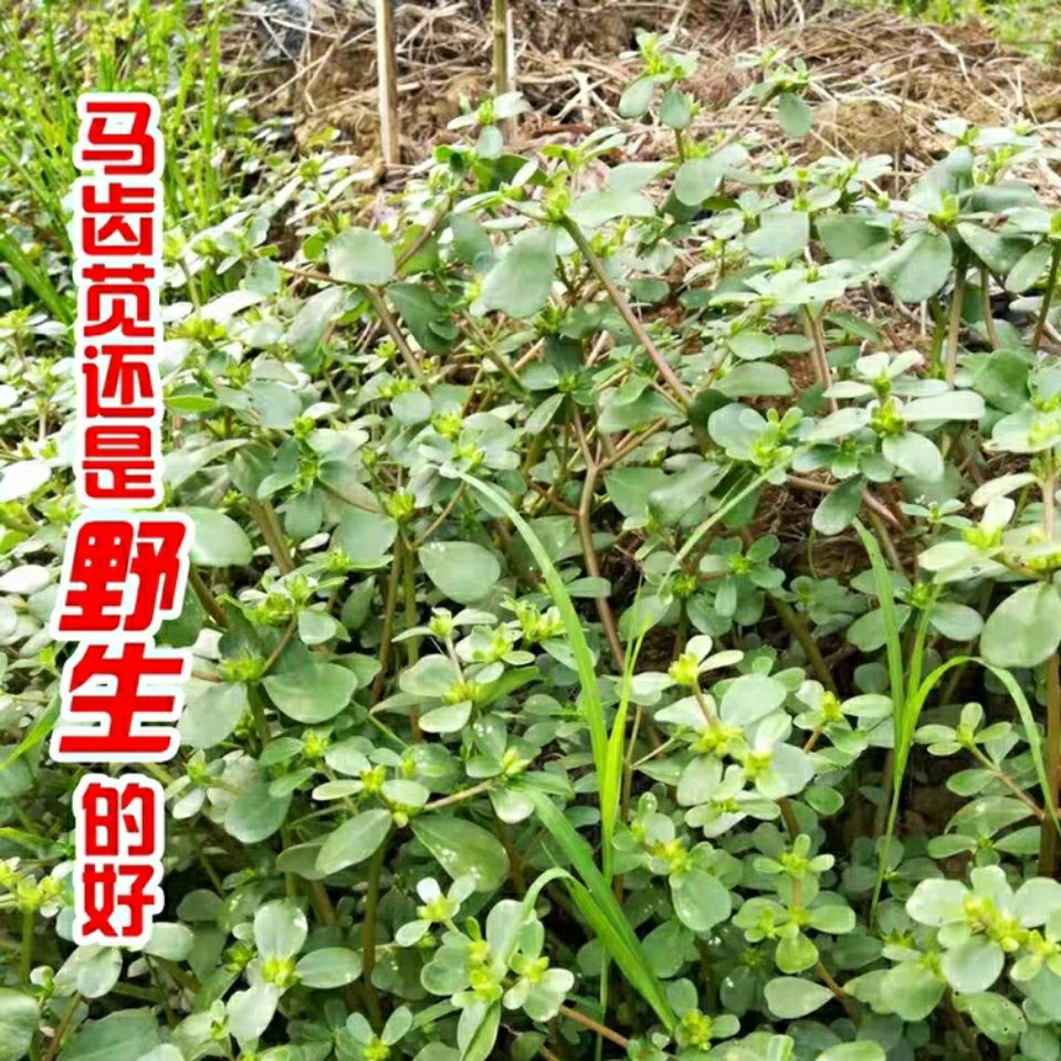 马齿苋菜新鲜 五行草新鲜马齿苋菜 野菜马蜂菜长命菜长寿菜