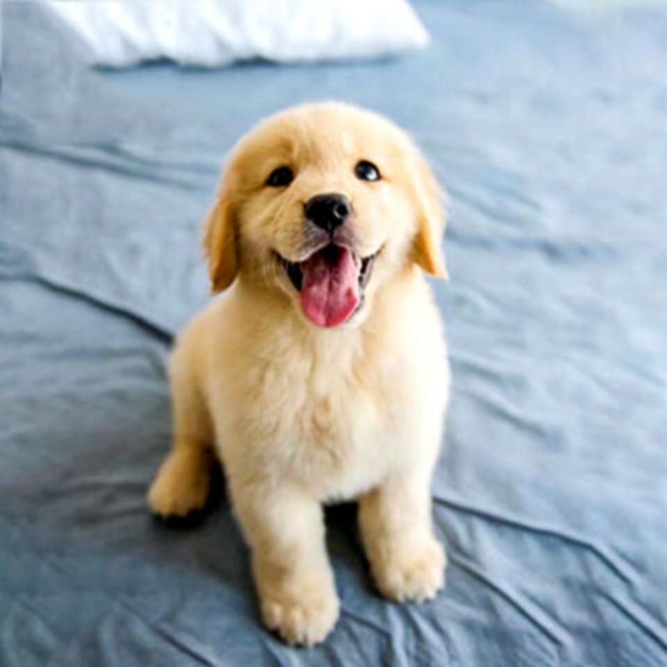 金毛活体幼犬纯种家养宠物小狗狗哈士奇拉布拉多沙滩金枫叶红金毛