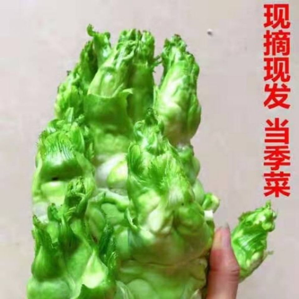 四川新鲜现挖儿菜5斤包包儿菜南充菜泡青菜母子菜抱儿菜5斤包邮