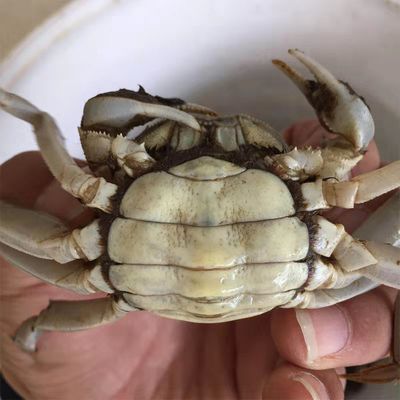 7两小螃蟹三元蟹河蟹毛蟹