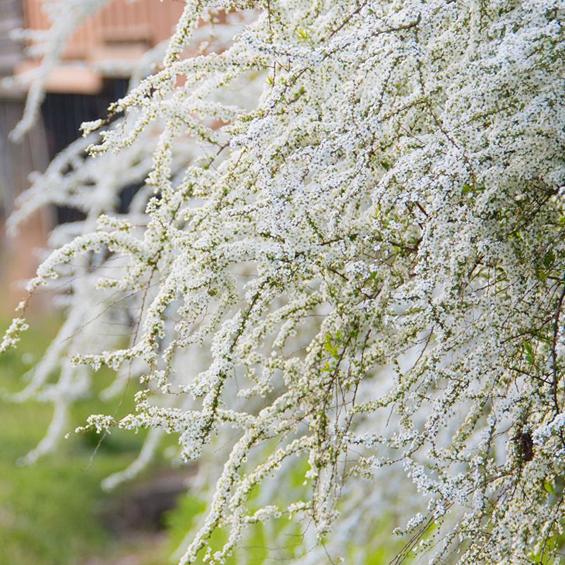 耐寒雪柳植物喷雪花苗盆栽花卉绿植珍珠梅绣线菊庭院大苗雪柳树苗 虎窝拼