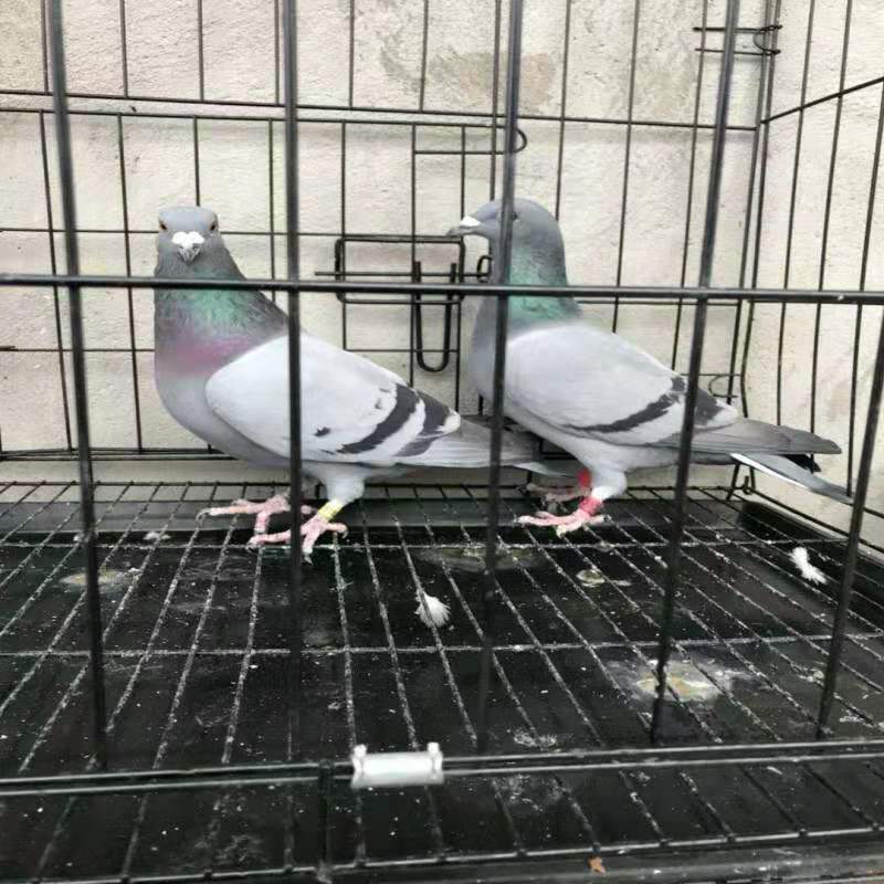 什么是青年鸽 8d2d46ce-5c27-4b9a-915e-08bfbc39fcb5.jpg