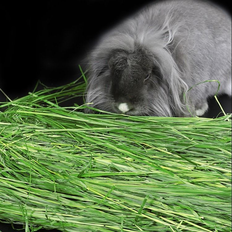 兔兔干草烘干提摩西草500g龙猫荷兰猪草料兔粮牧草兔子必备用品
