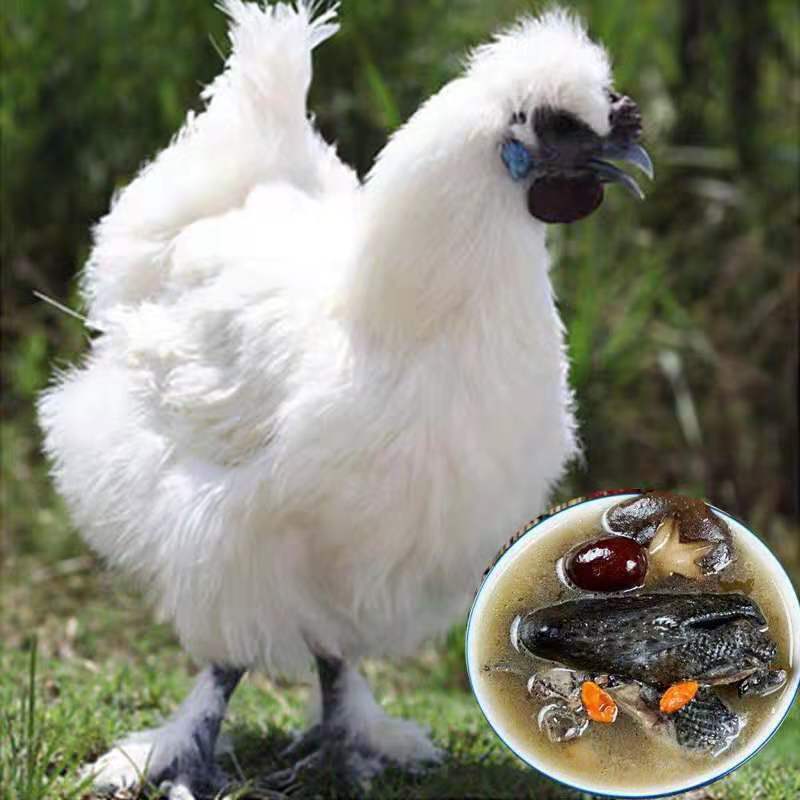 【农家散养乌鸡】特价促销老母鸡柴鸡乌骨鸡月子鸡草鸡笨鸡包邮