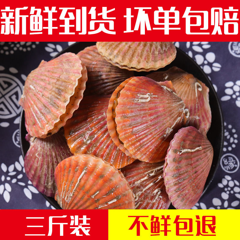 鲜活扇贝鲜活港弯贝小红贝烧烤食材新鲜海产品海鲜水产贝类