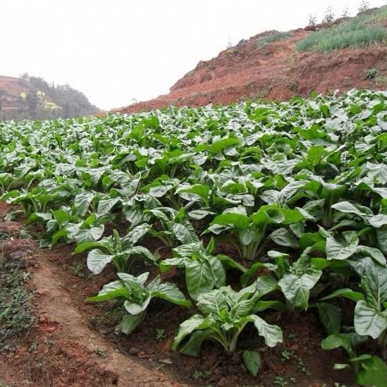 牛皮菜种子叶用甜菜厚皮菜农家菜园庭院阳台春冬四季有机蔬菜易种 虎窝拼