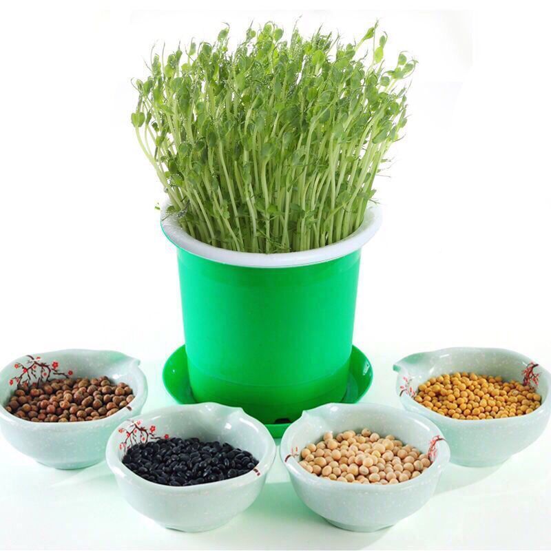 现在可以种黄豆和绿豆吗 5dd44247-96e7-40d6-b91f-fc6d8176919f.jpg