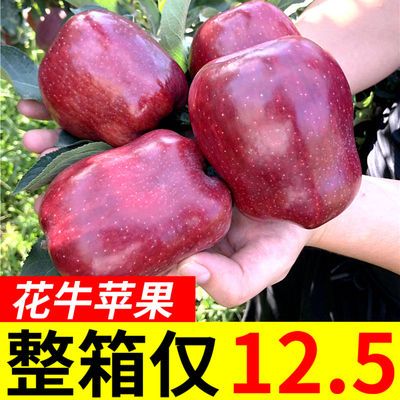 甘肅花牛蘋果水果新鮮應季水果蛇果3/5/10斤非紅富士醜冰糖心蘋果