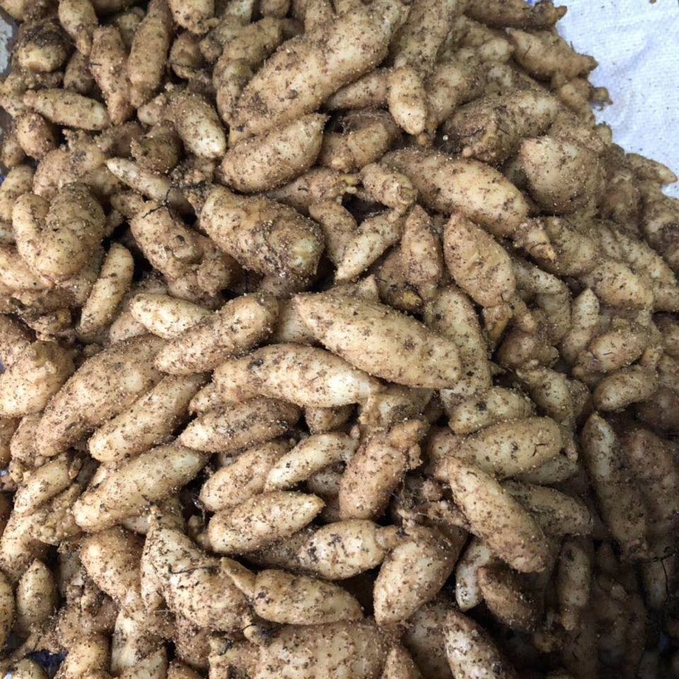 如何种植天麻种子 8d0fcc64-f9bc-4bac-a083-45540b568f31.jpeg