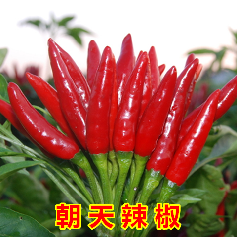 朝天椒种子红色朝天辣椒小米椒指天椒高产阳台盆栽蔬菜花卉种孑籽