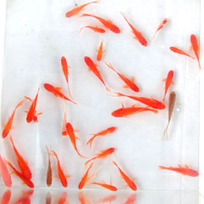 草金魚活體金魚活魚紅金魚活體飼料魚冷水觀賞魚錦鯉放生魚闖缸魚