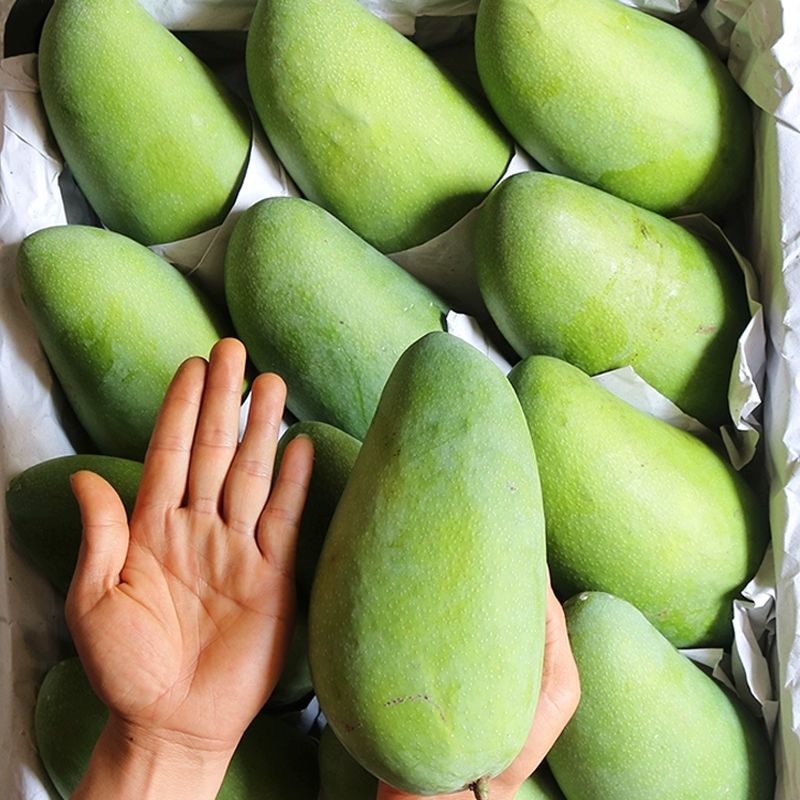 越南进口玉芒青芒果大青芒应季新鲜水果大芒果青芒整箱装忙果批发
