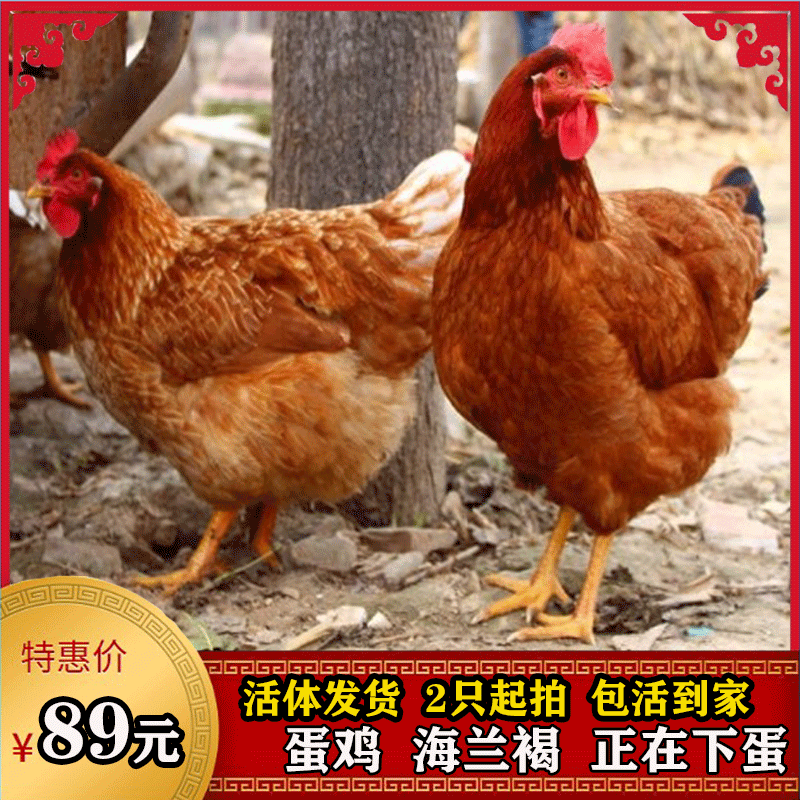 海兰褐母鸡和土鸡杂交图片