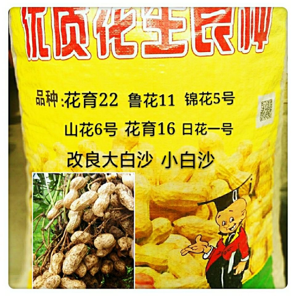 青岛花生高油酸691花育22山花6鲁花9.11大小白沙抗病增产热卖正品
