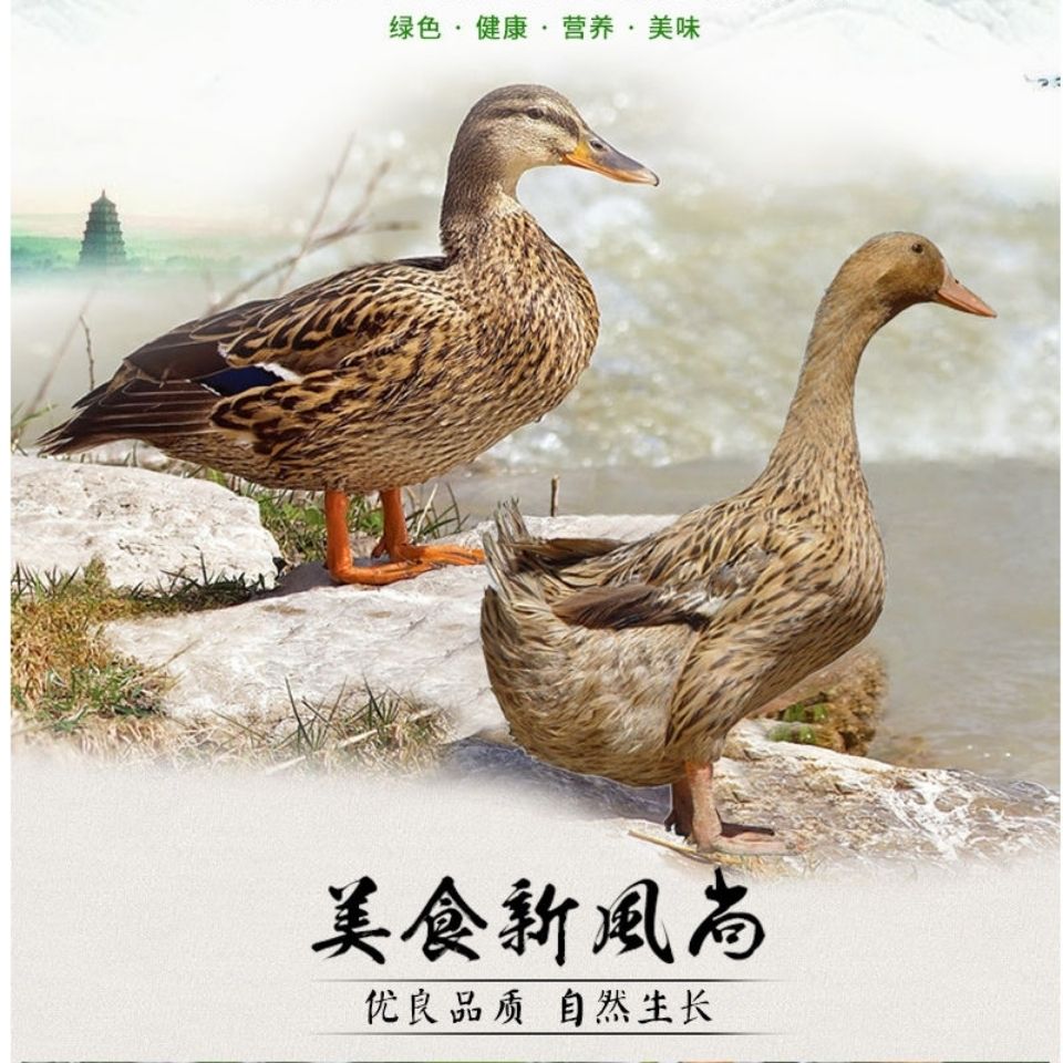 如何杀鸭子最快最干净 ab6dd90c-6854-4cbd-b7ab-d2ba4dddf223.jpg