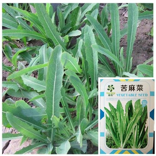 【苦麻菜种子】春秋播种速生蔬菜野生曲麻菜籽可阳台盆栽特菜种子