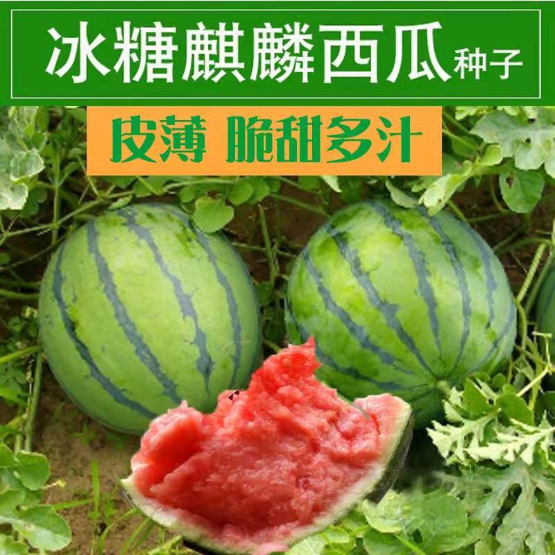 西瓜种子超大西瓜高产早熟麒麟瓜脆甜沙瓤多汁少籽四季播水果种子