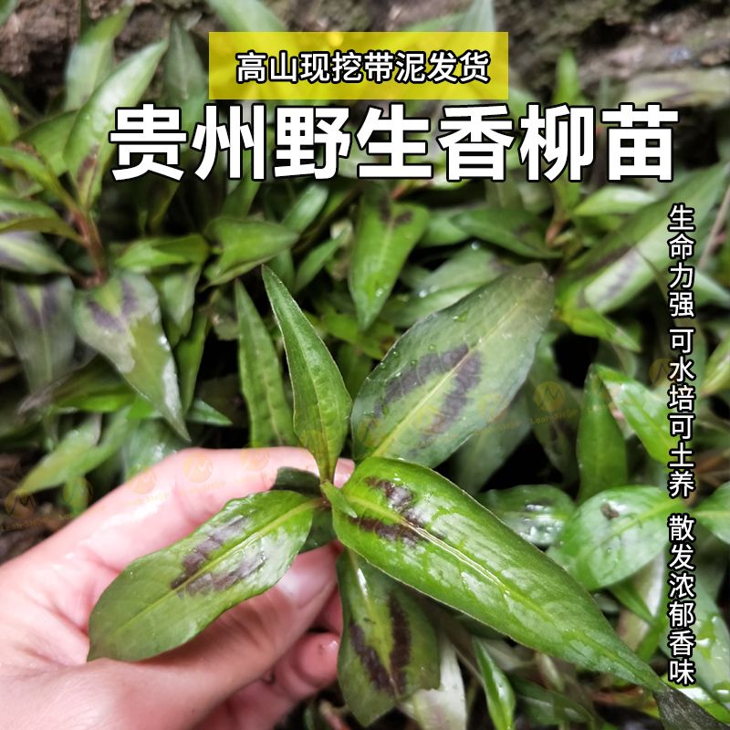 贵州云贵香柳根野生新鲜香柳苗绿植花卉酸汤香料拉沙叶佐料鱼廖苗【2