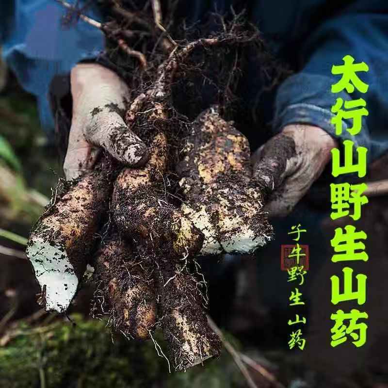 【破损包赔】太行山野生山药3斤装现挖正宗河南特产垆土怀淮山药