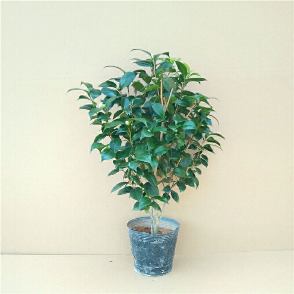 盆栽花树 b5bacf6d-1ec4-403c-979e-9e39c15ef7db.jpg