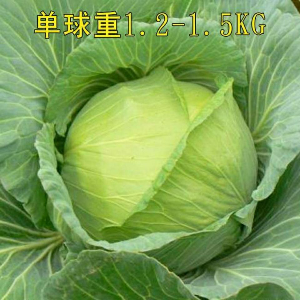 甘蓝种子橄榄球种春季秋季冬季菜包心菜包菜种子中熟蔬菜种籽田园