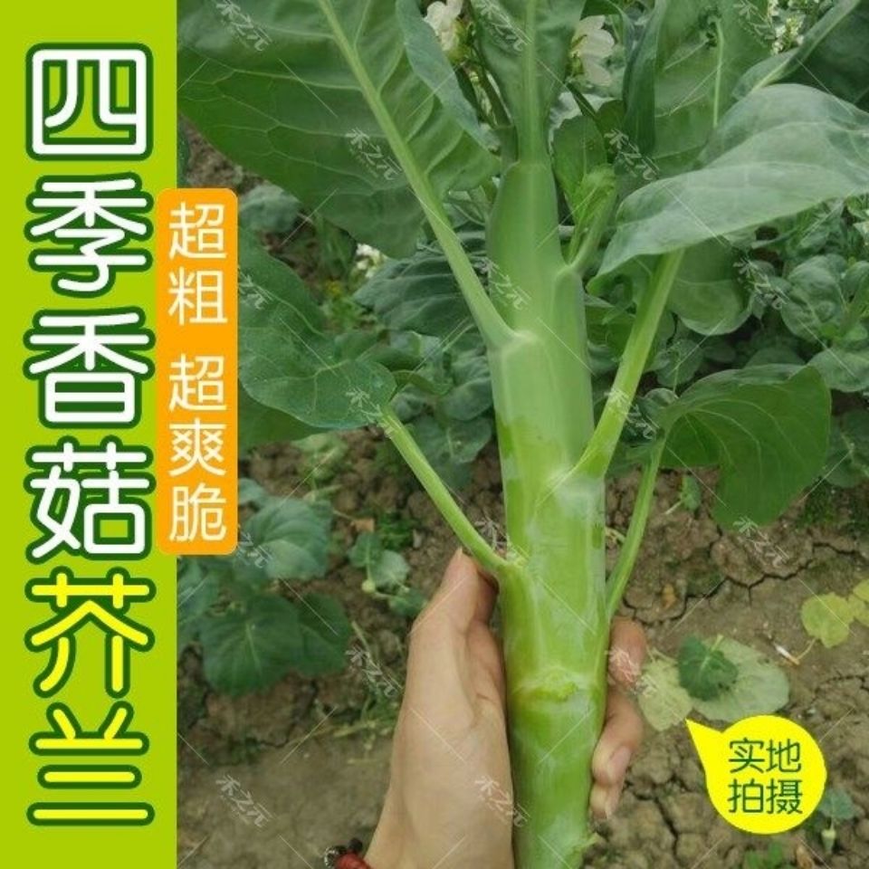 中粗芥蓝种子 芥兰菜种子 粗条菜心种四季播菜园植耐热耐寒秋季种