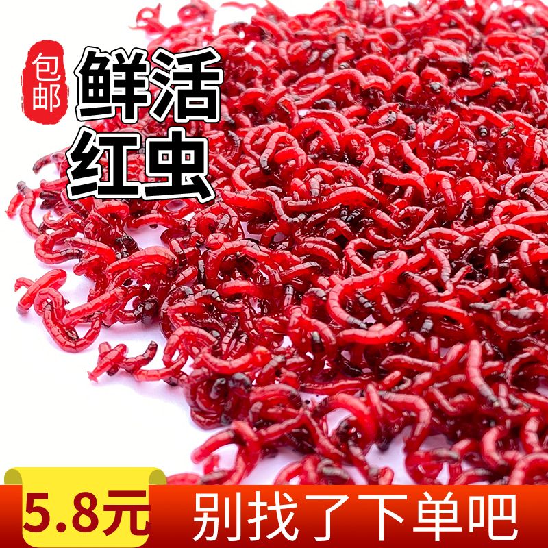 鲜活红虫大号公虫活体鱼饵拉饵鲫鱼野钓饵料钓