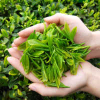 【叶动力】茶叶绿茶  2021新茶恩施富硒茶 散装袋装 高山绿茶250g