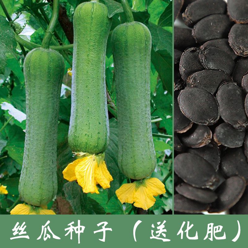 高产肉丝瓜种子早熟长香丝瓜种籽四季庭院菜园阳台春夏季蔬菜种籽
