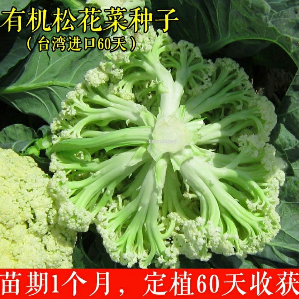 进口有机蔬菜种子台湾松花菜种子早熟耐热耐寒青梗散花菜种子 虎窝拼