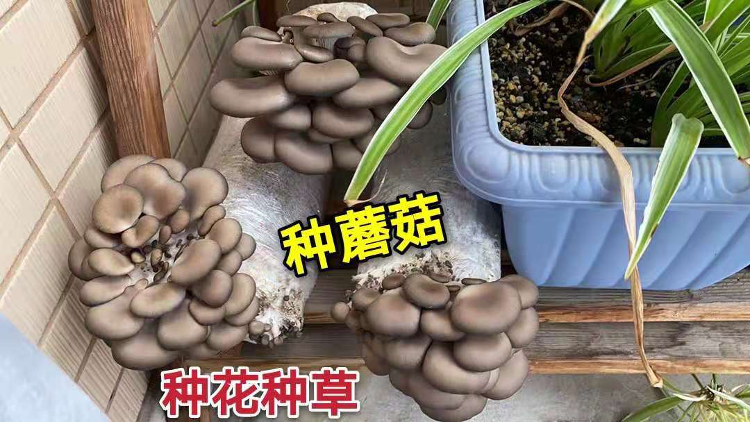 【四季种植】家庭蘑菇菌包食用菌室内蘑菇种植菌棒姬菇菌种菌菇包