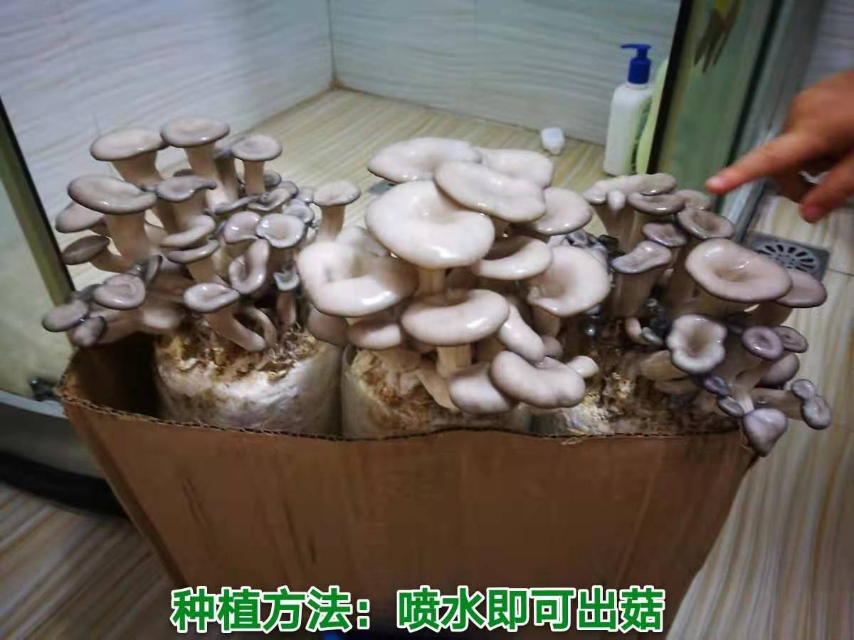 【四季种植】家庭蘑菇菌包食用菌室内蘑菇种植菌棒姬菇菌种菌菇包