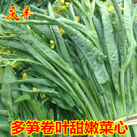 多笋卷叶甜嫩菜心种子多芽柳叶菜芯细尖叶菜苔春秋高产蔬菜种孑籽