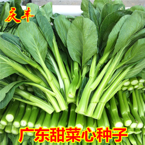 广东甜菜心种子甜菜苔抗高温多雨四季栽培南方特色青菜蔬菜种孑籽