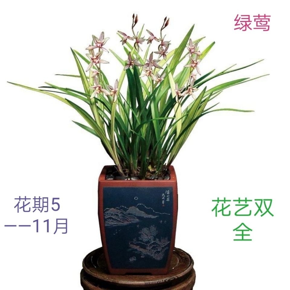 兰花苗,四季兰绿莺,叶先明艺,花胭脂红,花艺双全,建兰名贵佳品