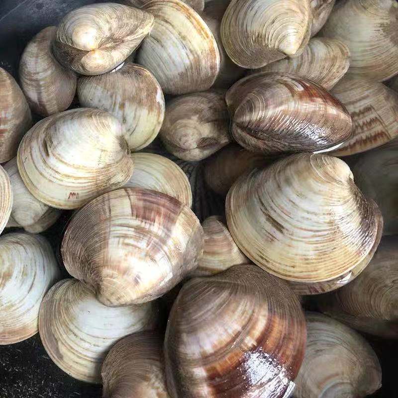 【超大蛤蜊码头直发】新鲜无沙美贝鲜活花甲花蛤蛤蜊鲜活水产